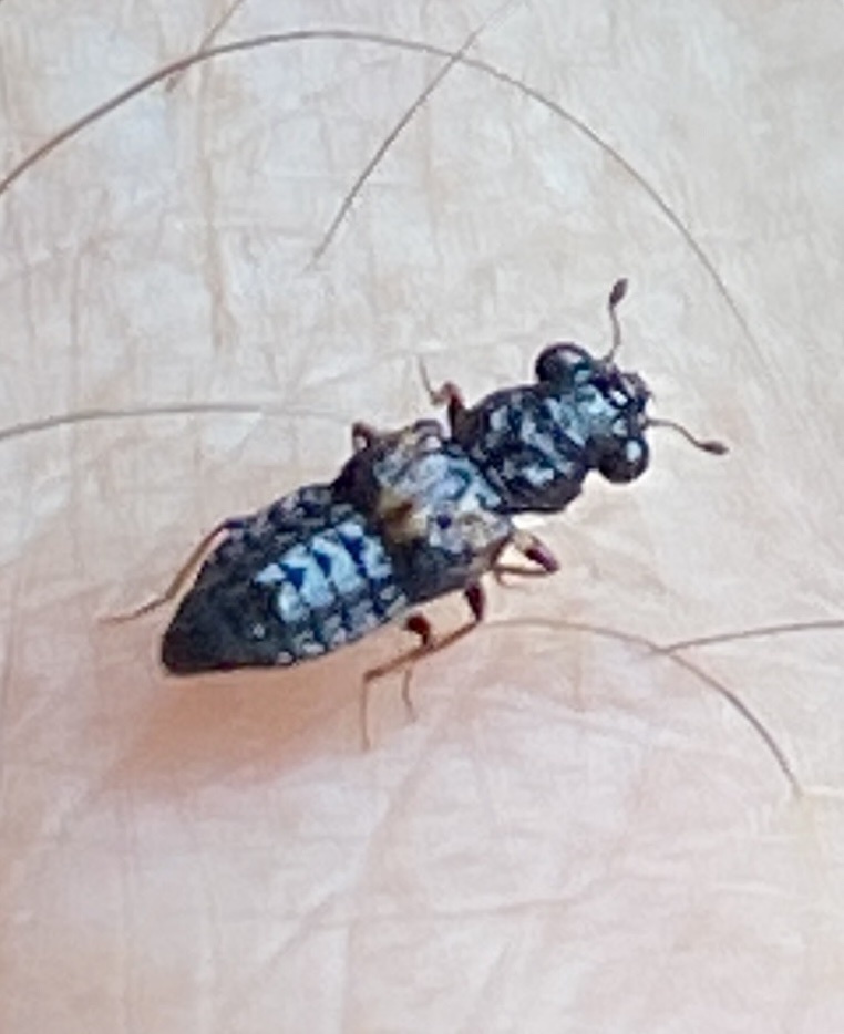 Megalopinus caelatus