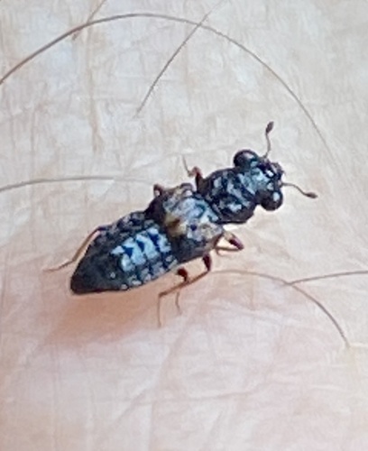 Megalopinus caelatus