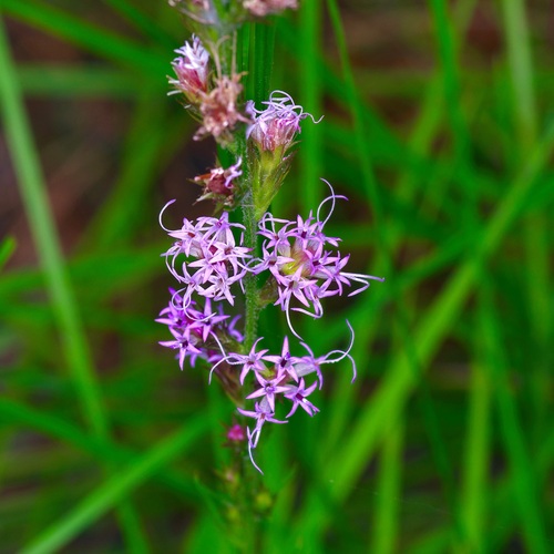 Liatris tenuis, photograph 1