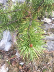 Pinus sylvestris sylvestris