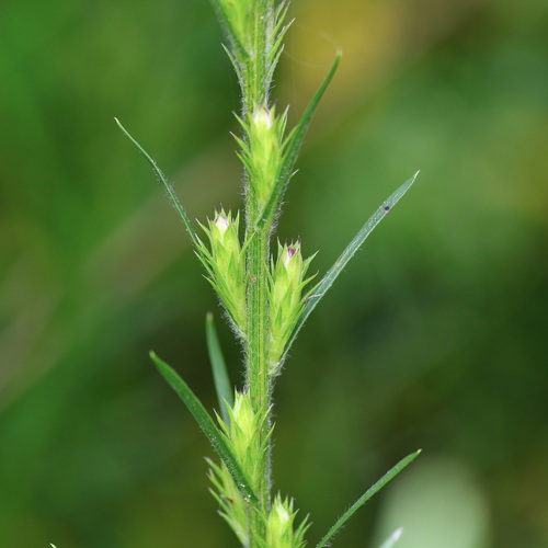 Liatris tenuis, photograph 2