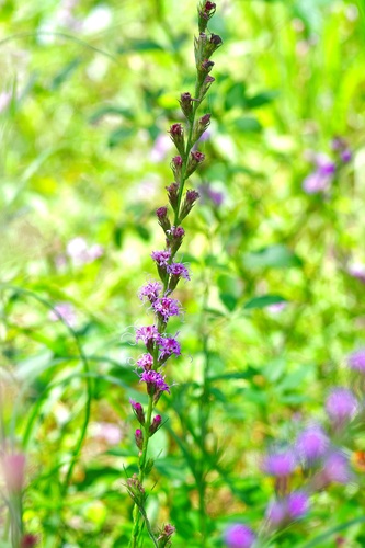Liatris tenuis, photograph 3