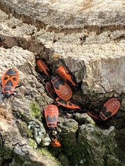 Pyrrhocoris apterus