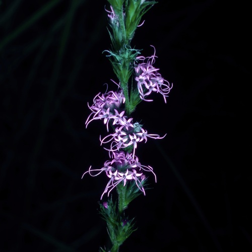 Liatris tenuis, photograph 4