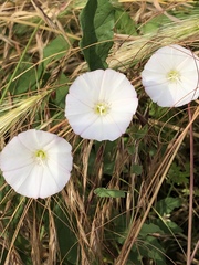 Convolvulus arvensis