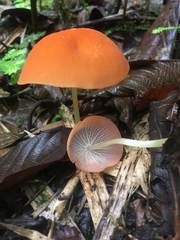 Marasmius cladophyllus