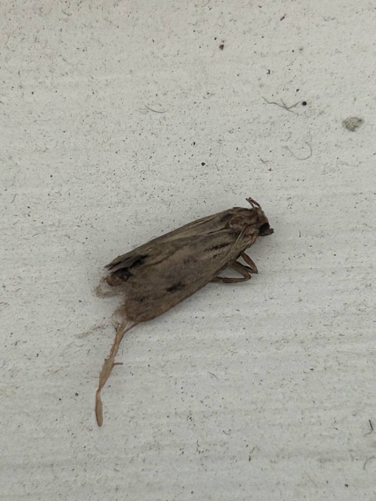 Clemens' Grass Tubeworm Moth from Morrison St NW, Washington, DC, US on ...
