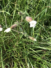 Silene latifolia