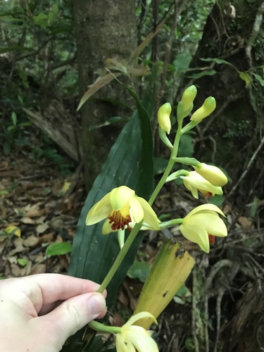 Calanthe woodfordii, photograph 6