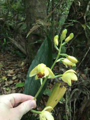 Calanthe woodfordii, photograph Mason Brock, CC0, iNaturalist via GBIF