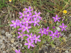 Zeltnera beyrichii