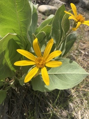 Wyethia mollis