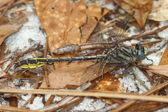 Phanogomphus cavillaris