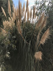 Cortaderia selloana