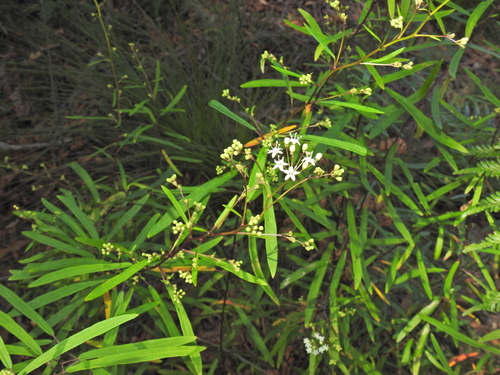Astrotricha glabra (Astrotricha glabra)