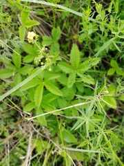 Potentilla chrysantha