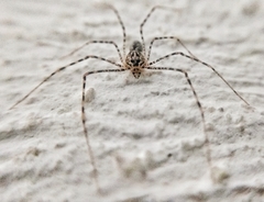 Scytodes