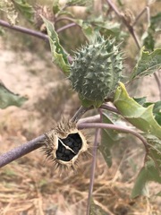 Datura stramonium