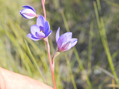 Image of Thelymitra purpurata by (c) Scott W. Gavins, some rights reserved (CC BY)