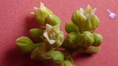 Thyrsodium spruceanum