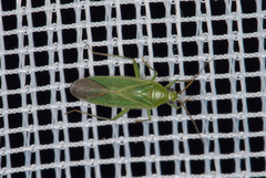 Orthotylus marginalis