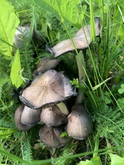 Coprinopsis