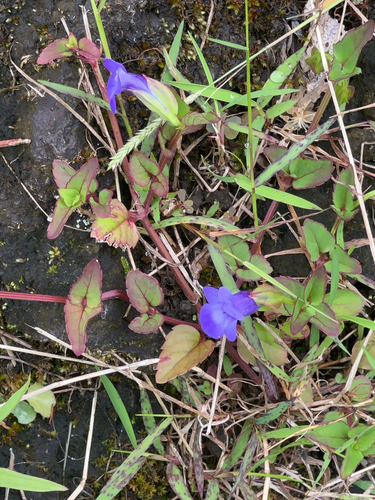 Torenia concolor, 2024-08-04