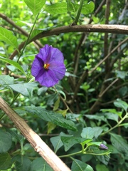 Lycianthes lycioides