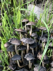 Coprinopsis