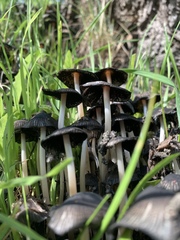 Coprinopsis