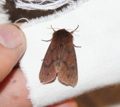 Phragmatobia assimilans