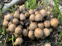 Coprinellus