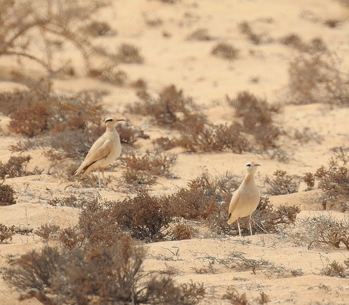 Cream-coloured Courser, Las Palmas, ES-CN, ES, photo 10 of 10