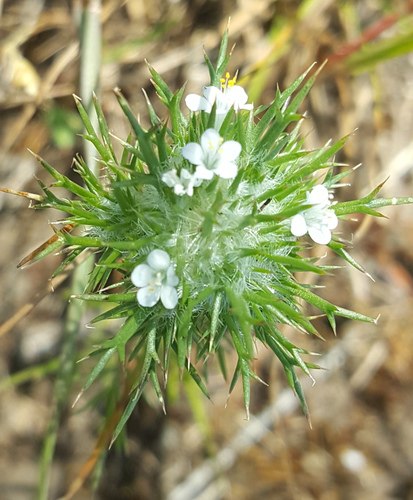Navarretia intertexta ssp. intertexta