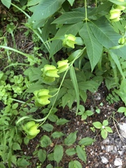 Lilieae