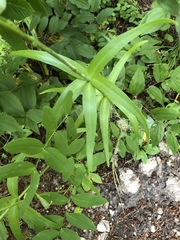Lilieae