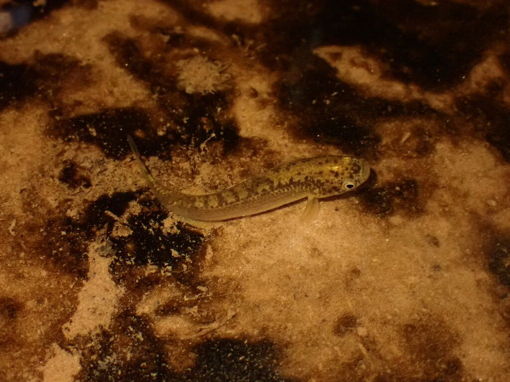 Anablepsoides micropus