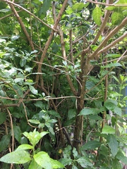 Lycianthes lycioides