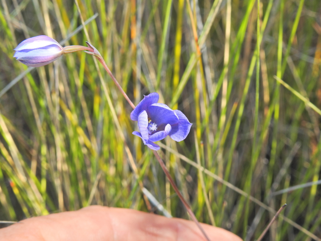 Thelymitra purpurata