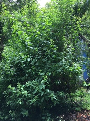 Lycianthes lycioides
