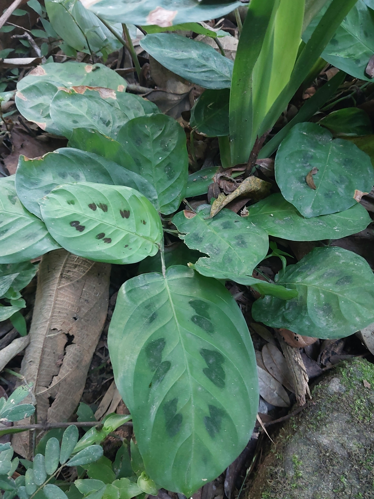Imagem de Maranta