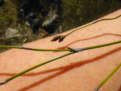 Restio gaudichaudianus