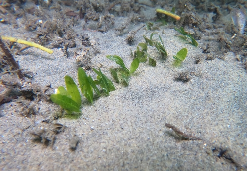 Image of Halophila decipiens by (c) Alberto Alcalá, some rights reserved (CC BY)