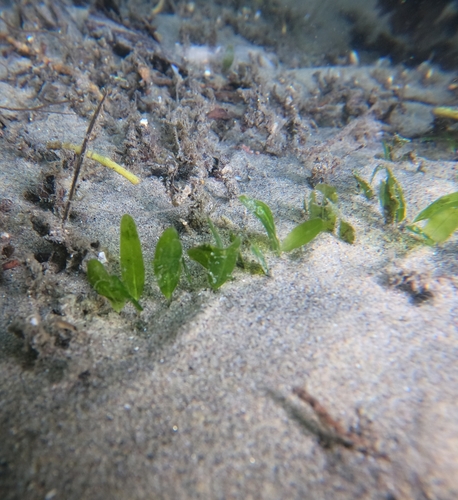 Image of Halophila decipiens by (c) Alberto Alcalá, some rights reserved (CC BY)