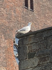 Larus argentatus