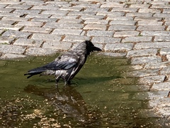 Corvus cornix