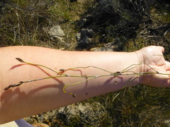 Restio gaudichaudianus