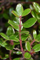 Arctostaphylos nummularia