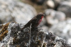 Carpodacus puniceus