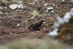 Carpodacus puniceus